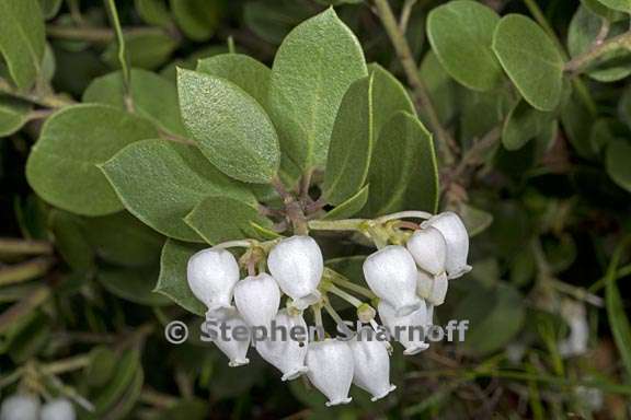 arctostaphylos montana ssp ravenii 1 graphic